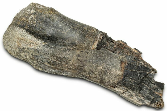 Fossil Dinosaur Bone Section - Montana #326478